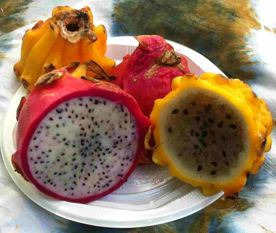 Pitayas, les fruits du dragon