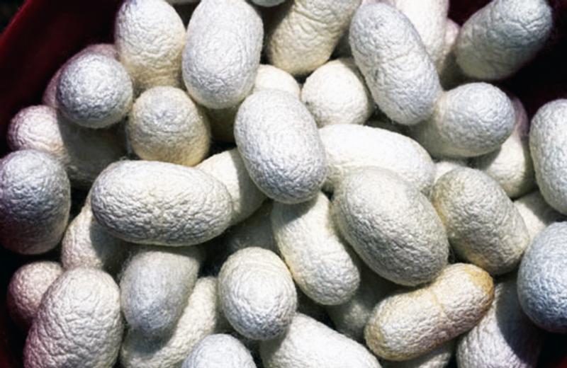 Silk cocoons